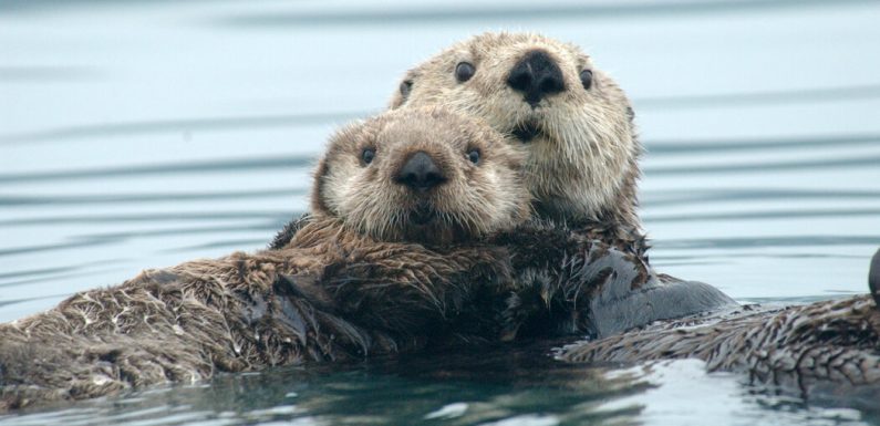 It’s Cold in the Ocean but It’s Hotter Inside Every Sea Otter