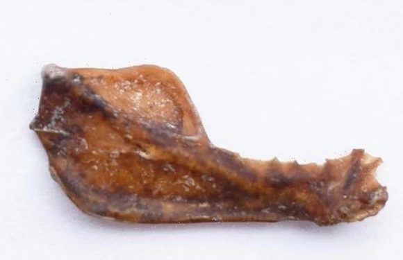 Jawbone of a giant vampire bat dating back 100,000 years is discovered