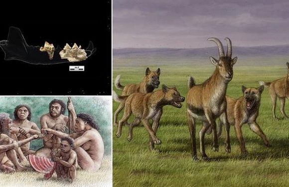 Jawbone of huge canine from 1.8 MILLION years ago found in Georgia