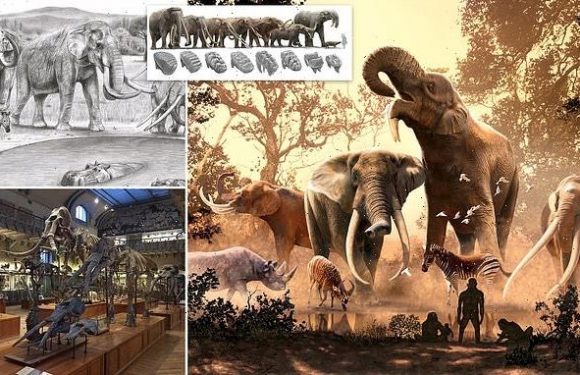 Mammoths and mastodons 'were pushed to extinction by climate change'