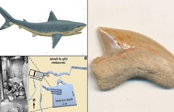 Prehistoric shark teeth found at a 2,900-year-old site in ancient city