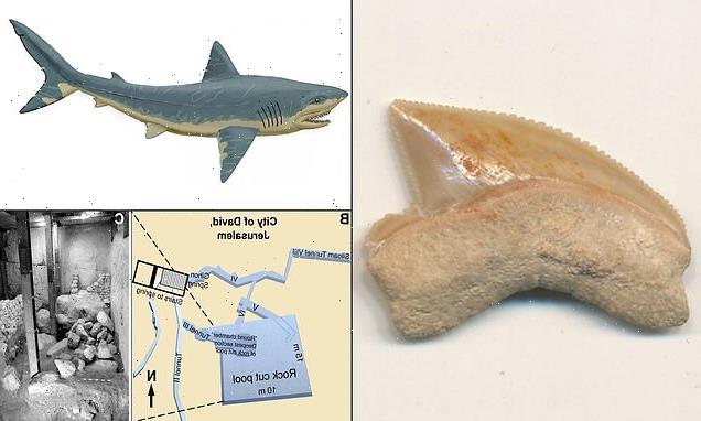 Prehistoric shark teeth found at a 2,900-year-old site in ancient city