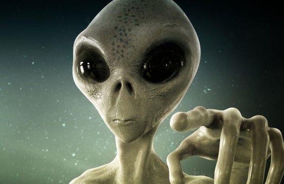 Ram-raiding aliens mutilating and slaughtering sheep, UFO hunters claim