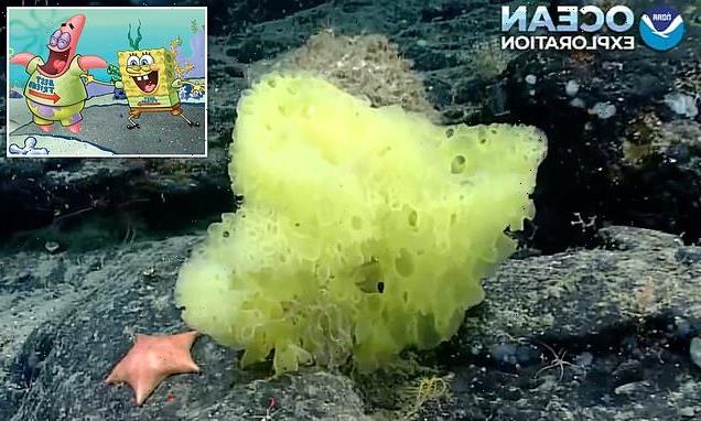 Scientists spot 'real life' SpongeBob SquarePants and Patrick Star