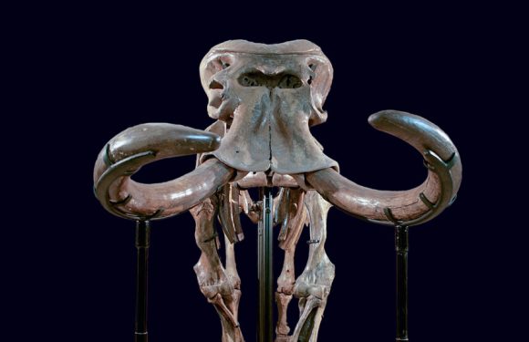 Shrinking Elephants Once Called Sicily Home