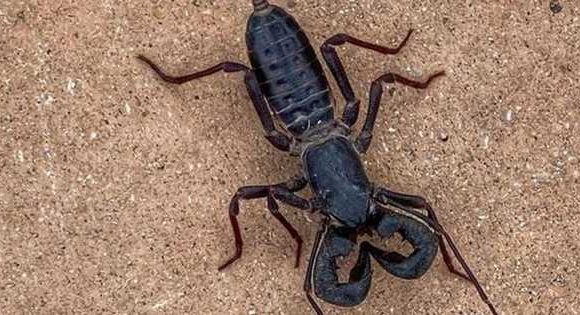 Summer rains bring terrifying acid-shooting ‘whip scorpions’ out into wilderness