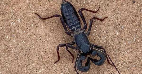 Summer rains bring terrifying acid-shooting ‘whip scorpions’ out into wilderness