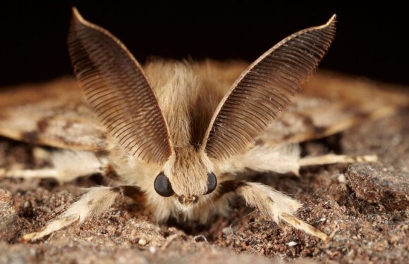 This Moth’s Name Is a Slur. Scientists Won’t Use It Anymore.