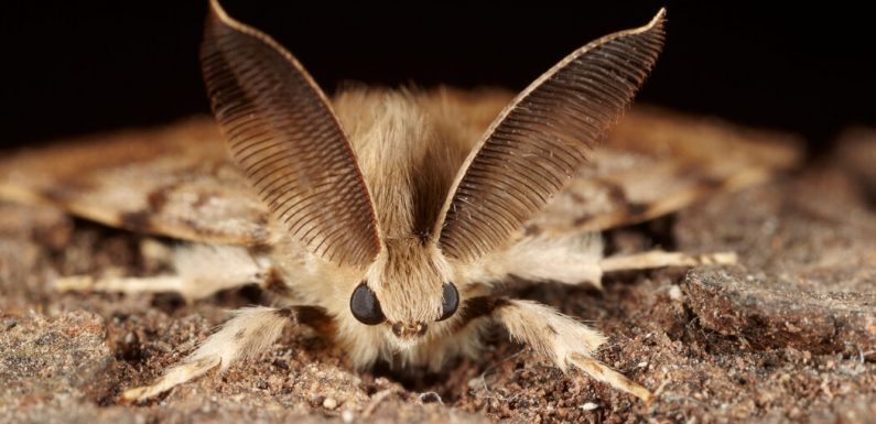 This Moth’s Name Is a Slur. Scientists Won’t Use It Anymore.