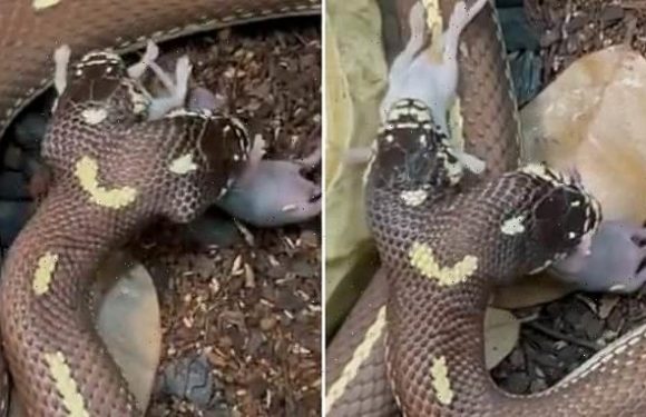 Two-headed snake named Ben and Jerry eat a two mice at the same time