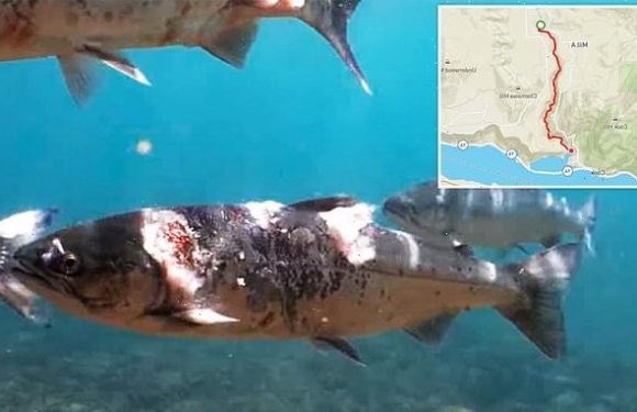 Video shows salmon covered in red lesions, white fungus from heatwave