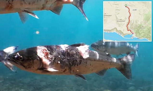 Video shows salmon covered in red lesions, white fungus from heatwave