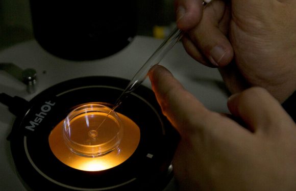 W.H.O. Experts Seek Limits on Human Gene-Editing Experiments