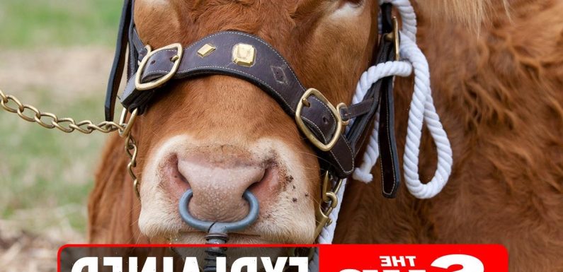 Why do bulls have nose rings?