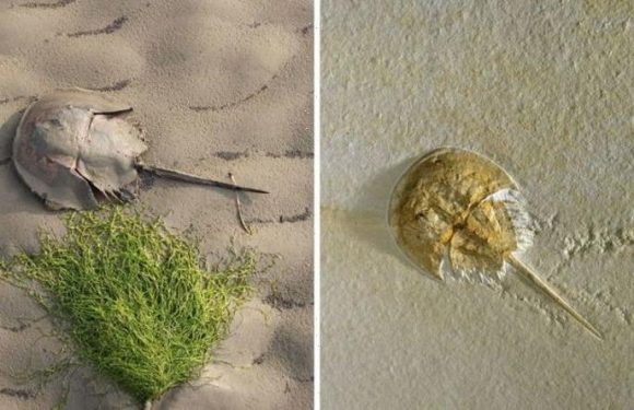 Archaeology breakthrough: ‘One in a million find’ after fossil split