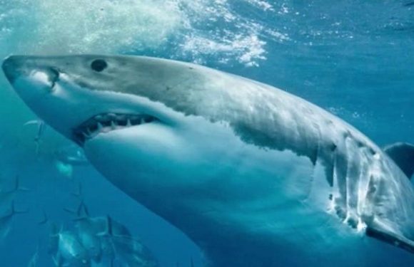 Baby smooth-hound shark could be first confirmed case of asexual reproduction in species