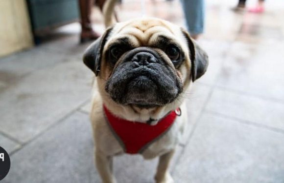Cafe dedicated to Pugs opening for one day only – and they’ll be ‘puppuccinos’