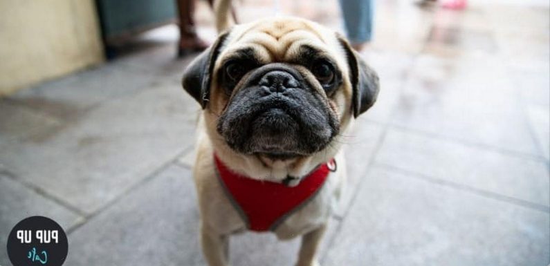 Cafe dedicated to Pugs opening for one day only – and they’ll be ‘puppuccinos’