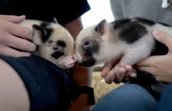 Devon farm gives visitors chance to cuddle mini pigs with prosecco at quirky event