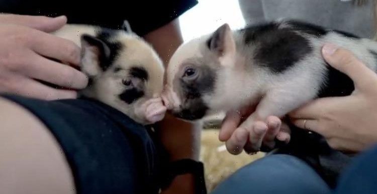 Devon farm gives visitors chance to cuddle mini pigs with prosecco at quirky event