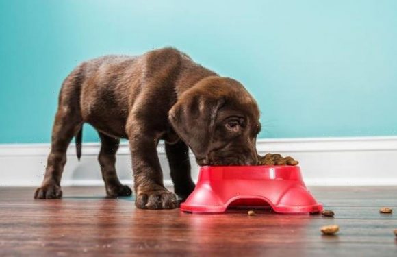 Dog owners sent warning as new research claims dry pet food has hidden dangers
