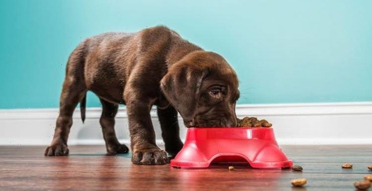 Dog owners sent warning as new research claims dry pet food has hidden dangers