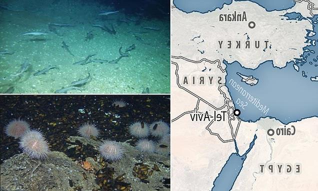 Experts find previously unknown deep-water shark nursery near Israel