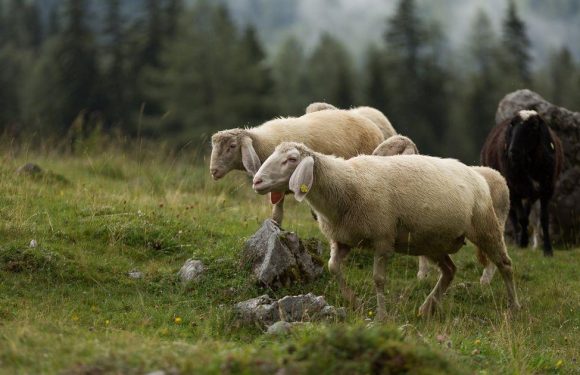 Farmer’s horror after finding 550 sheep killed by single lightning strike