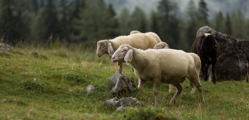Farmer’s horror after finding 550 sheep killed by single lightning strike