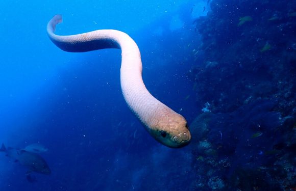 Fatal Attraction: Scientists Blame Sea Snake Attacks on Sex Drive