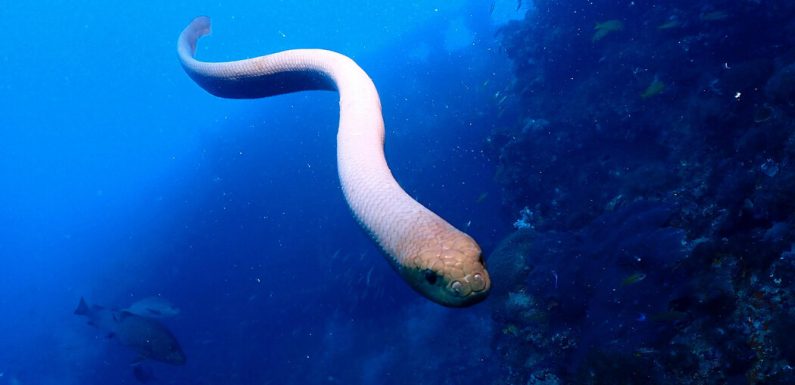 Fatal Attraction: Scientists Blame Sea Snake Attacks on Sex Drive