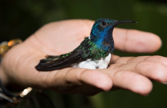 Female Hummingbirds Avoid Harassment by Looking Like Males