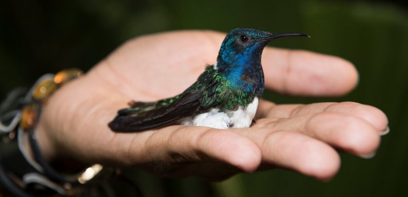 Female Hummingbirds Avoid Harassment by Looking Like Males