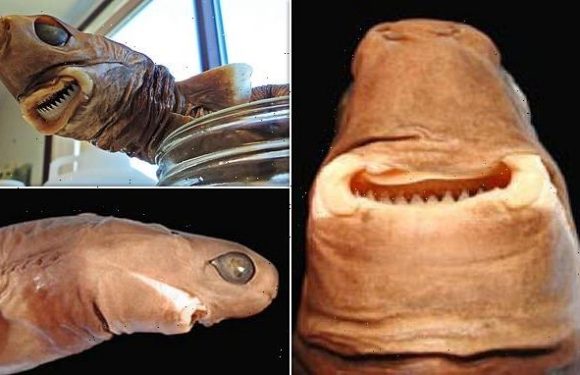 Ferocious cookiecutter shark mostly eats little critters, study says
