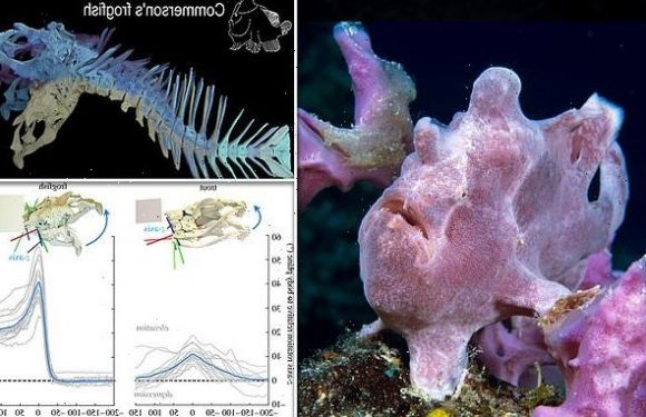 Fish can bend their heads up like land-based animals, X-rays reveal
