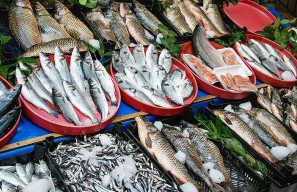 Fish doomsday: Anchovies, herring and pilchard face extinction – dire warning issued