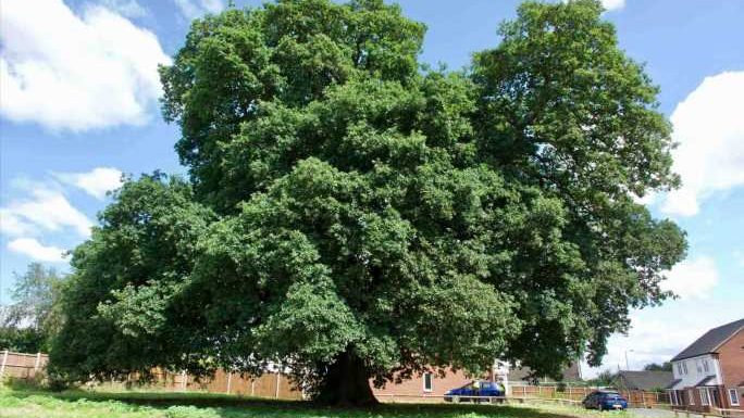 Girl, 5, found hiding behind a tree after fleeing home as woman discovered dead and man arrested on suspicion of murder