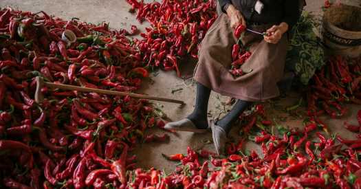 How Peppers Proliferated Around the Planet