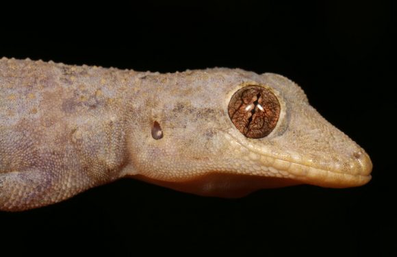 How a Gecko From Africa Crossed the Atlantic Ocean