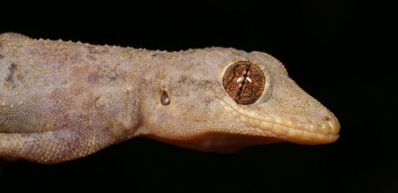 How a Gecko From Africa Crossed the Atlantic Ocean