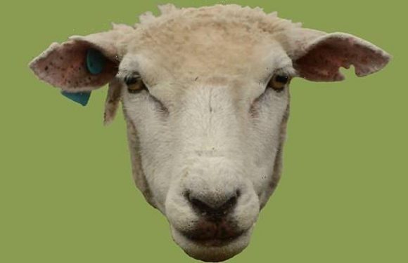 'I hear ewe, Mama!' Lambs can identify their mother through her bleats