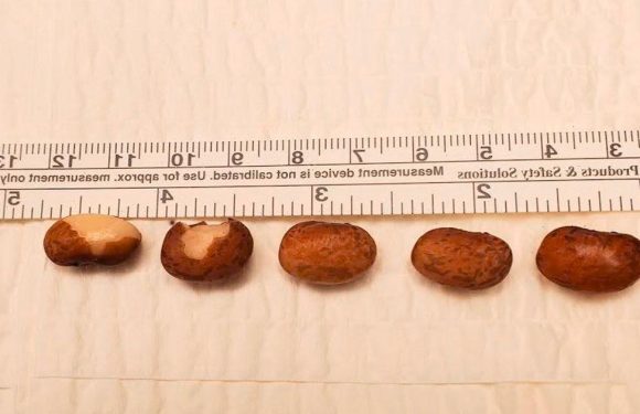 Man stuffs 6 kidney beans up penis in sex experiment leaving him needing surgery