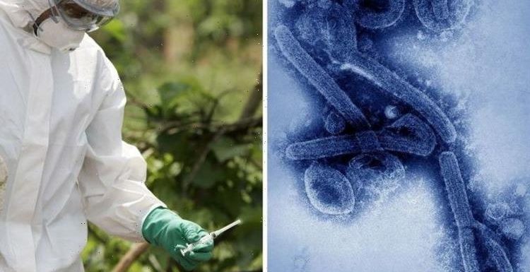 Marburg virus: People were left bleeding ‘from every orifice’ after ...