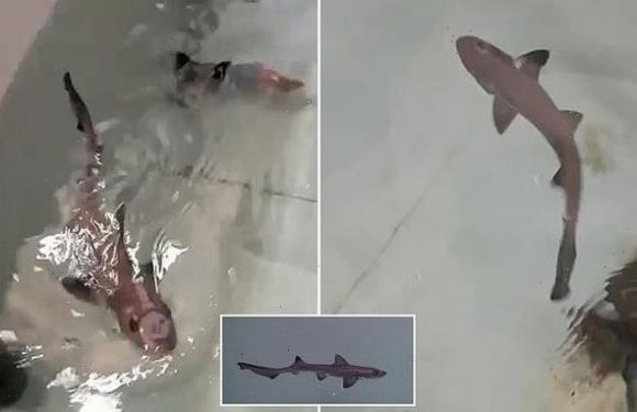 'Miracle' baby smooth-hound shark is born in a tank full of FEMALES