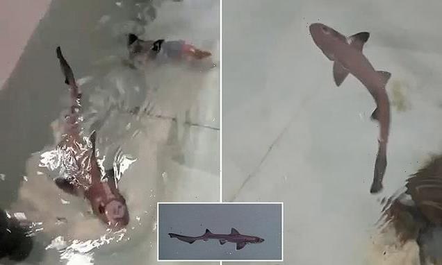 'Miracle' baby smooth-hound shark is born in a tank full of FEMALES