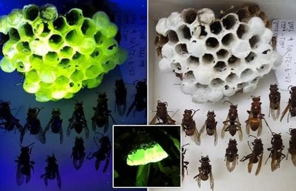 Paper wasp nests glow neon green under UV light, scientists puzzled