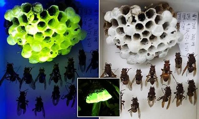 Paper wasp nests glow neon green under UV light, scientists puzzled