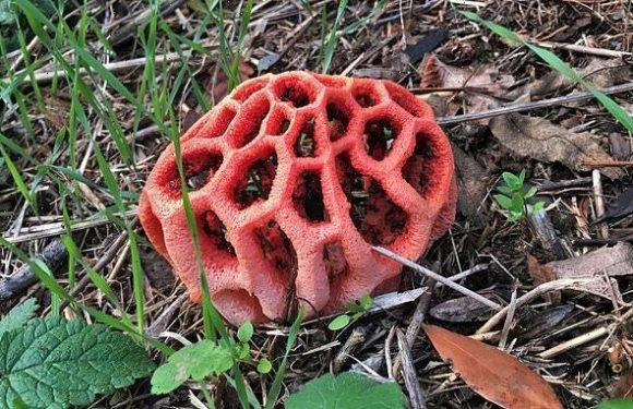 Rare fungus that smells like rotting FLESH pops up in Berkshire garden