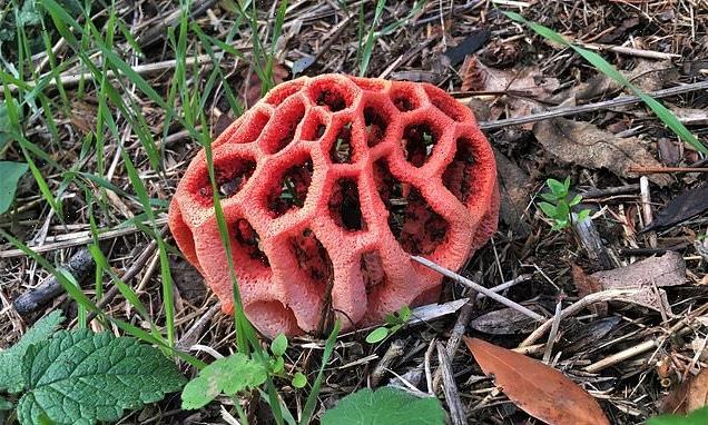 Rare fungus that smells like rotting FLESH pops up in Berkshire garden
