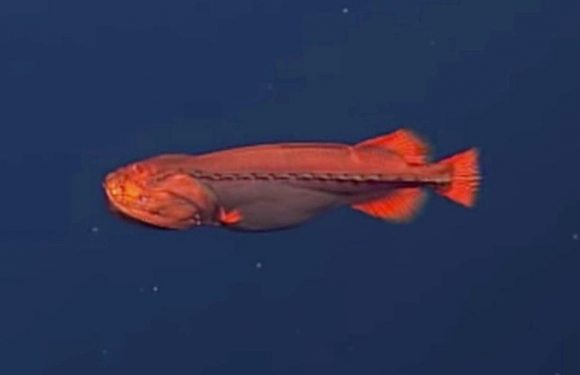 Rare sighting of mysterious shape-shifting fish baffles scientists in submarine